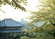 東大寺の写真